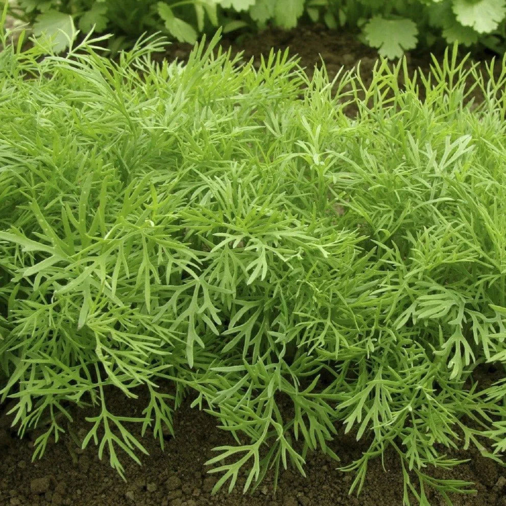 Mammoth Long Island Dill Seeds - 500+ Count - Heirloom Herb for 2025 Planting - Anethum graveolens