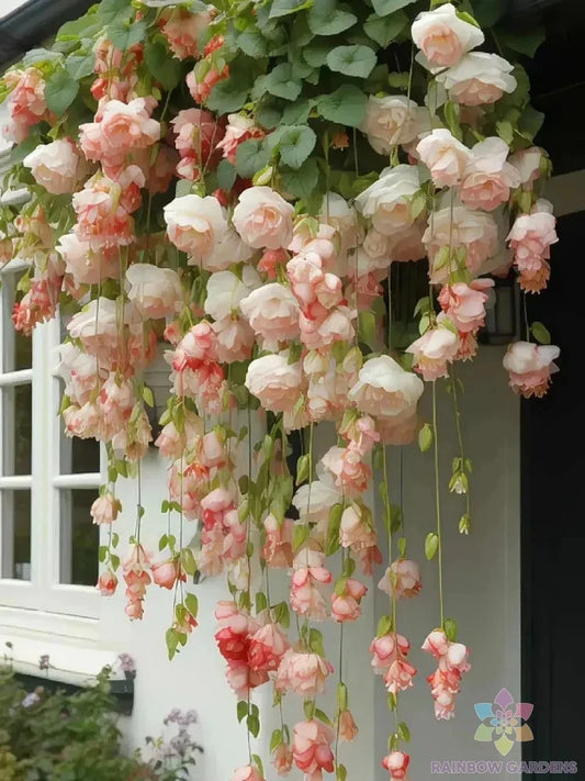 25+ Peach Weeping Begonia Seeds for Garden Planting - Begonia x tuberhybrida - USA Grown, Free Shipping