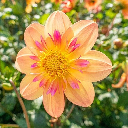 25 Kelsey Ann Dahlia Flower Seeds - Perennial Blooms - Colorful Garden Flowers - Dahlia variabilis