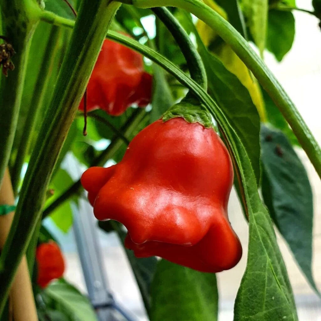 Bishop's Crown Hot Pepper Seeds 15+ Non-GMO Capsicum Annuum Vegetable Seeds