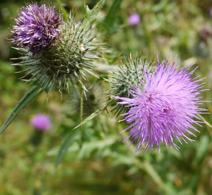 50+ Organic Bull Thistle Seeds, Cirsium Vulgare, Medicinal Herb, USA Grown, Expiry 04/2025