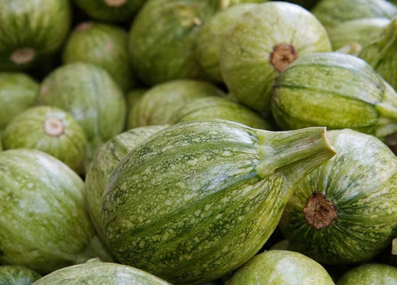 25+ Ronde de Nice Squash Seeds for Garden Planting - Cucurbita pepo - Heirloom Vegetable Seeds - USA