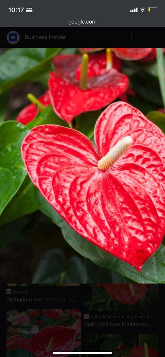 Anthurium Red Heart Plant - 3 Inch Pot, Tropical Houseplant, Anthurium andraeanum