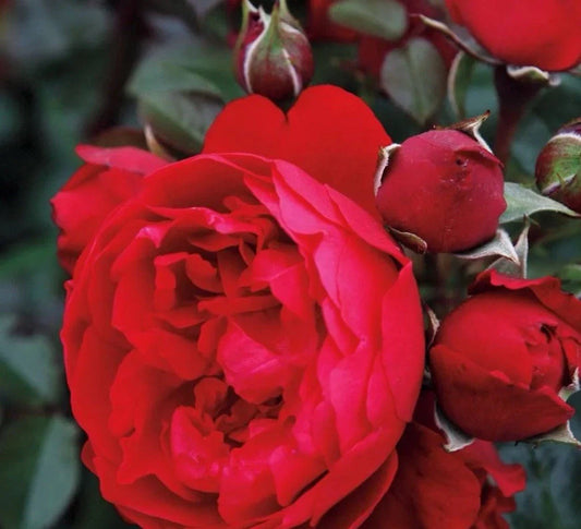 Florentina Rose Cuttings 3-Pack for Rooting/Grafting - Rosa 'Florentina'