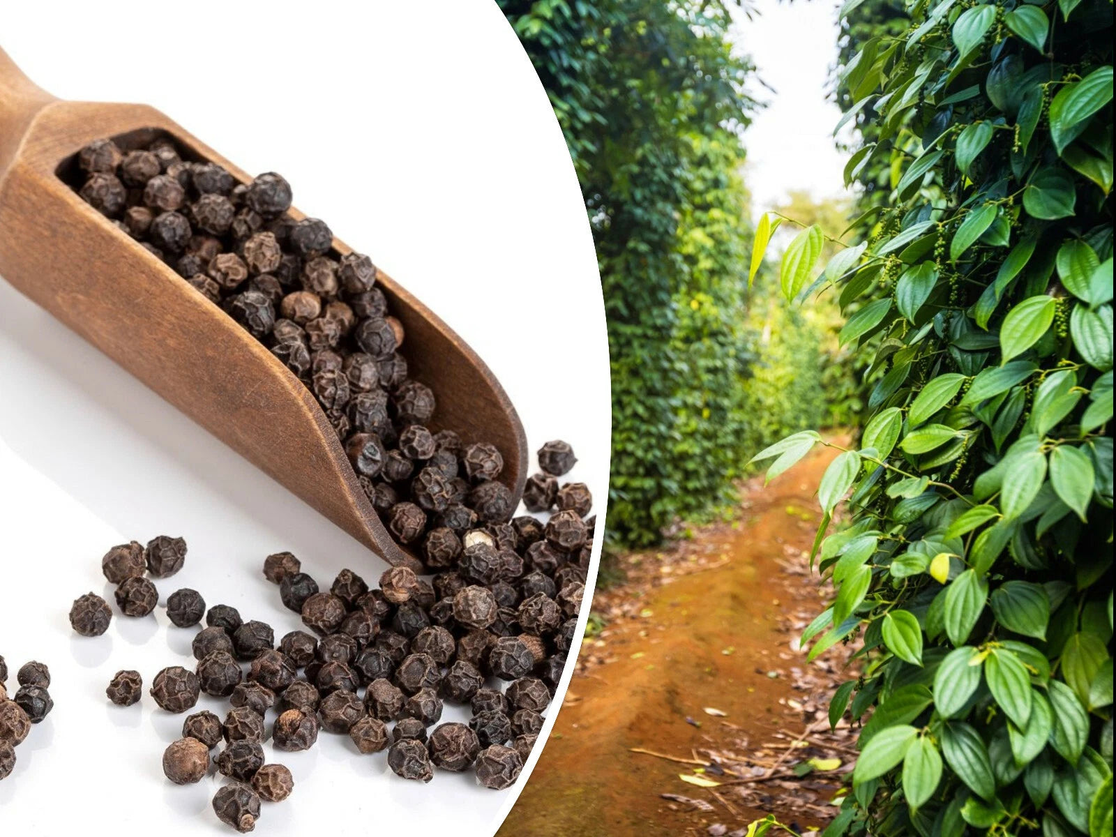 Black Peppercorn Vine Seeds - 20 Pack, Medicinal Herb - Piper nigrum, USA Seller, Free Shipping