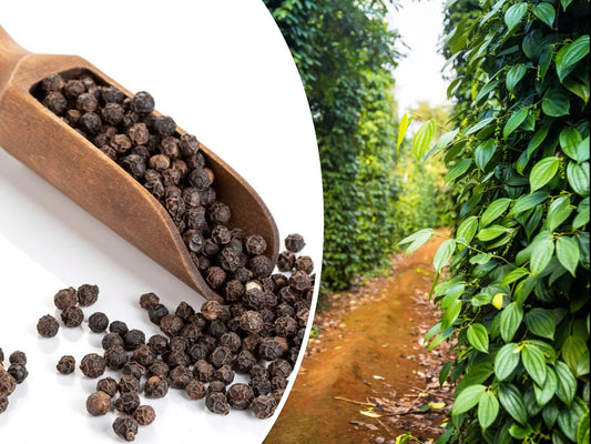 Black Peppercorn Vine Seeds - 20 Pack, Medicinal Herb - Piper nigrum, USA Seller, Free Shipping