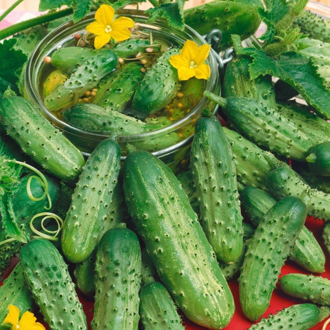 Boston Pickling Cucumber Seeds - 30 Non-GMO Organic Seeds - Cucumis sativus - Ideal for Home Gardening