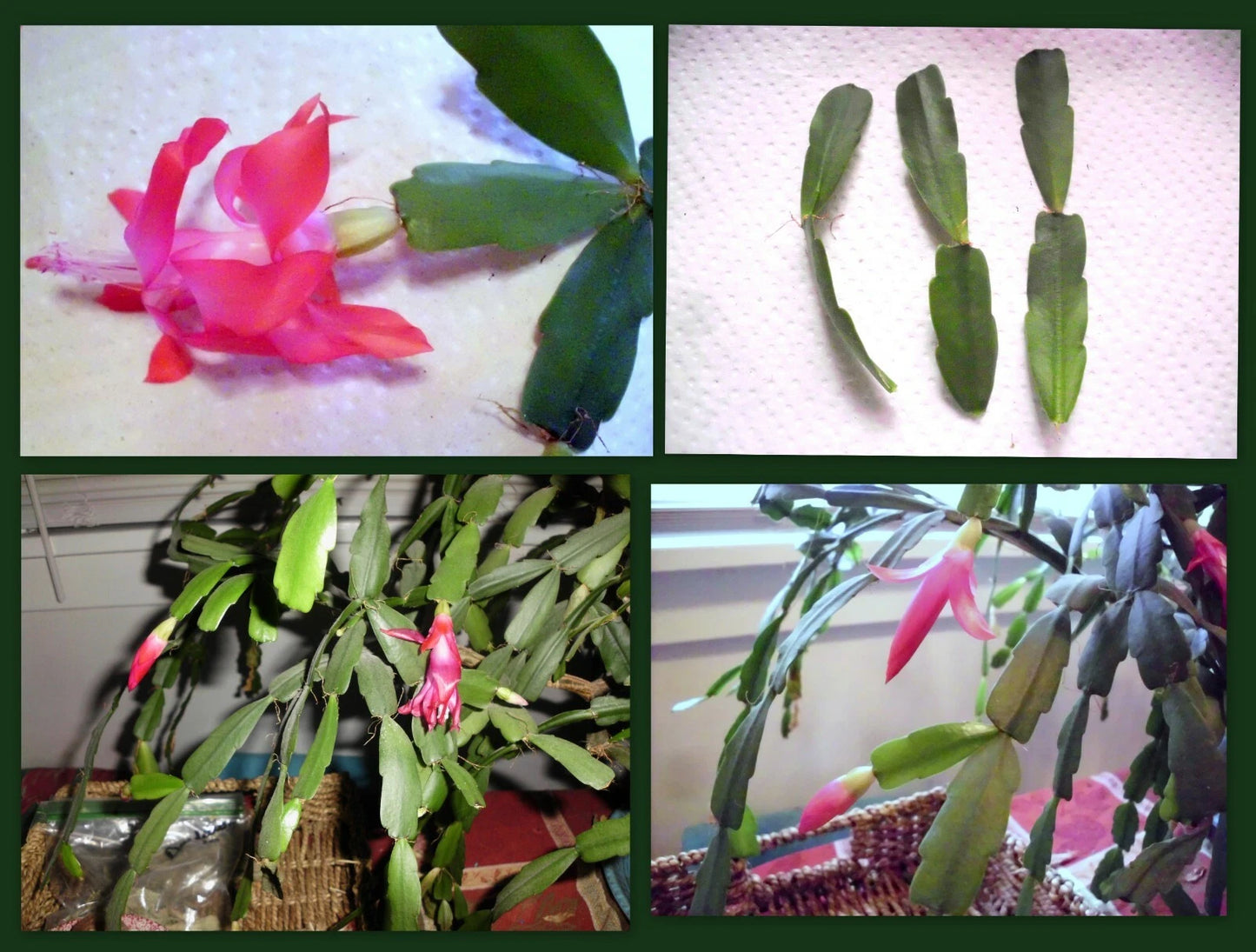 Christmas Cactus Cuttings 2-Segment Dark Pink Schlumbergera Bridgesii - Freshly Cut Unrooted Plant Propagation