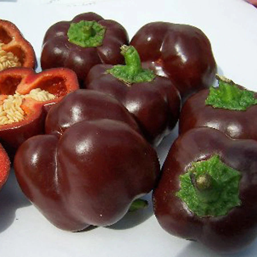 Chocolate Beauty Sweet Pepper Seeds - Bulk 100 Count Packet - Sweetest Pepper - Capsicum annuum