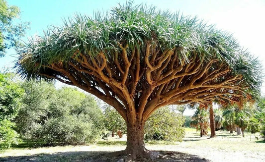 Dragon Blood Tree Seeds - 6 Seeds - Dracaena Draco for Growing