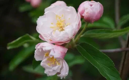 Fimbriata Crabapple Seeds - 25+ Pack for Garden Planting - Malus x floribunda - USA Grown, Free Shipping