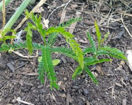 Live Thornless Honey Locust Tree Plant - Well Rooted Gleditsia Triacanthos - Native Variety for Landscaping
