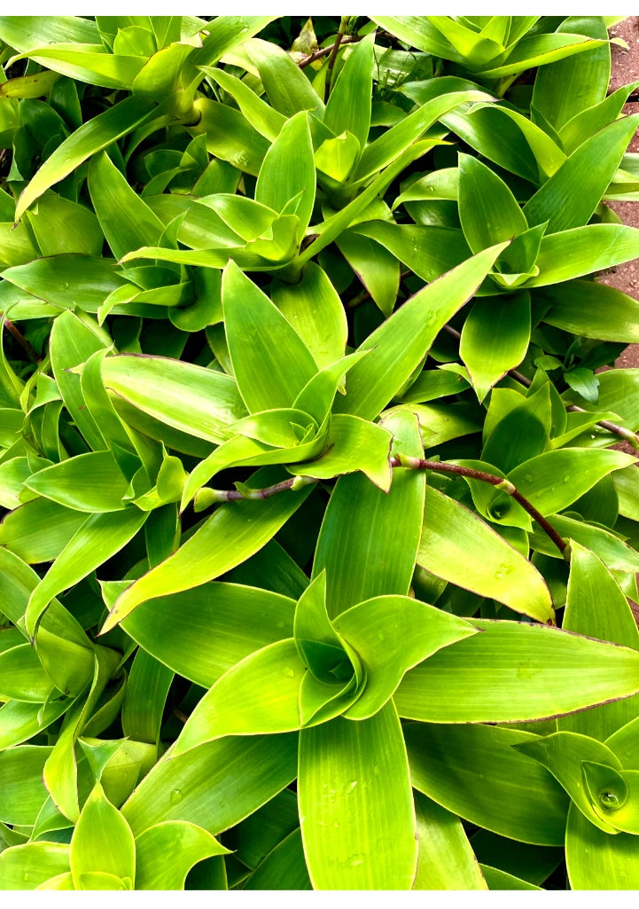 Two Basket Plant Cutting 10'' - Callisia fragrans - Holistic Medical Plant - Indoor Houseplant