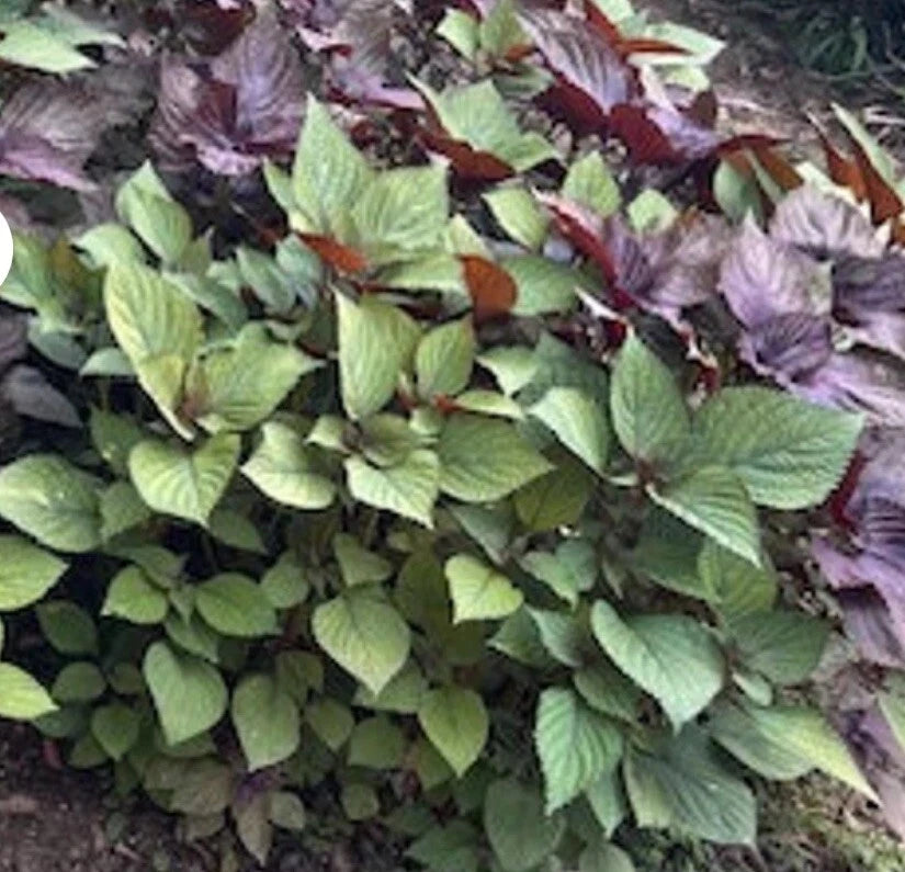 Korean Perilla Seeds - 500+ Seeds, Shiso Variety, Edible Herb, Perilla frutescens