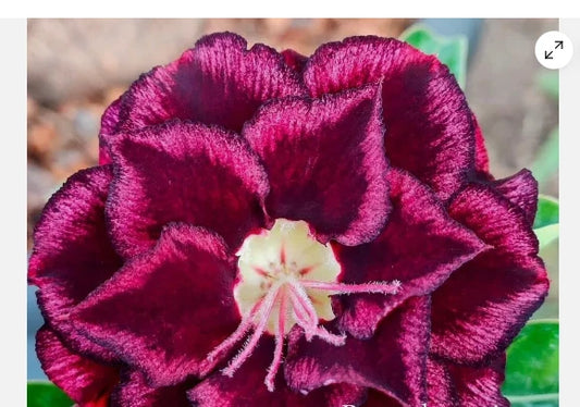Desert Rose Adenium Obesum Small Rooted Seedling Plant - 4-6 inches, Vibrant Color, Easy Care, Ideal for Home Decor