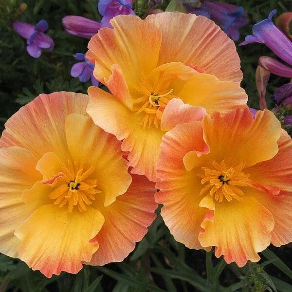 California Thai Silk Apricot Poppy Seeds - 200+ Count - Papaver Californicum - Garden Seeds - USA Grown - Free Shipping