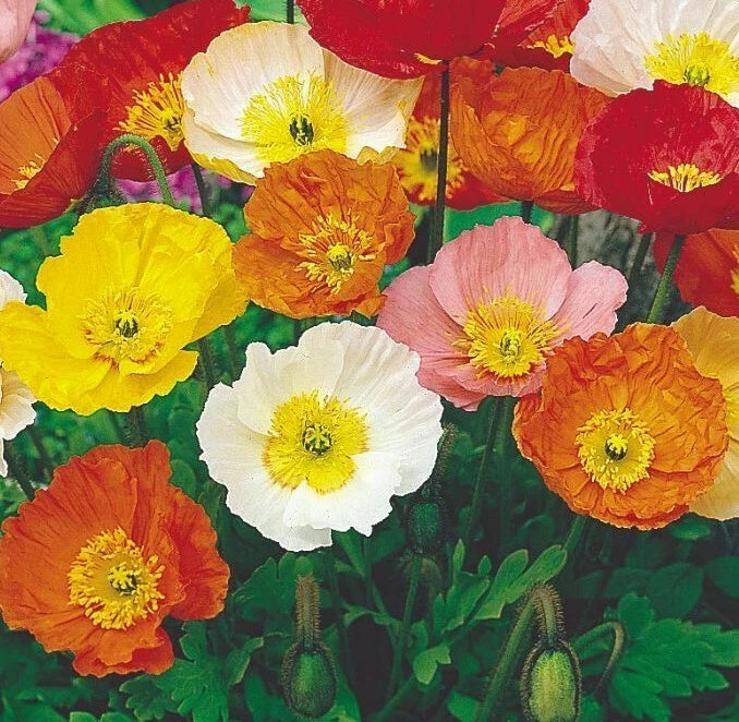 Iceland Poppy Mix Seeds 1000+ Perennial Flower - Orange, Yellow, White - Papaver nudicaule