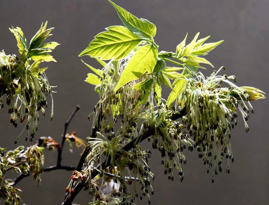 Boxelder Maple Tree Seeds - 30 Seeds - Acer negundo - Native Tree Seeds for Planting - Ships from Iowa