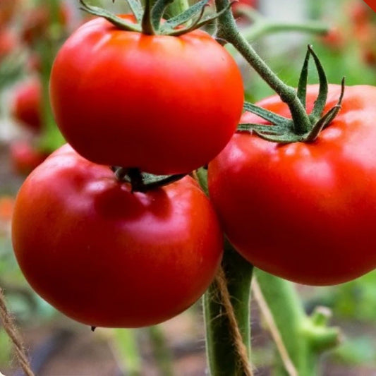 Ace 55 Tomato Seeds | Heirloom Non-GMO | 500 Seeds | Perfect for Home Gardens | Solanum lycopersicum
