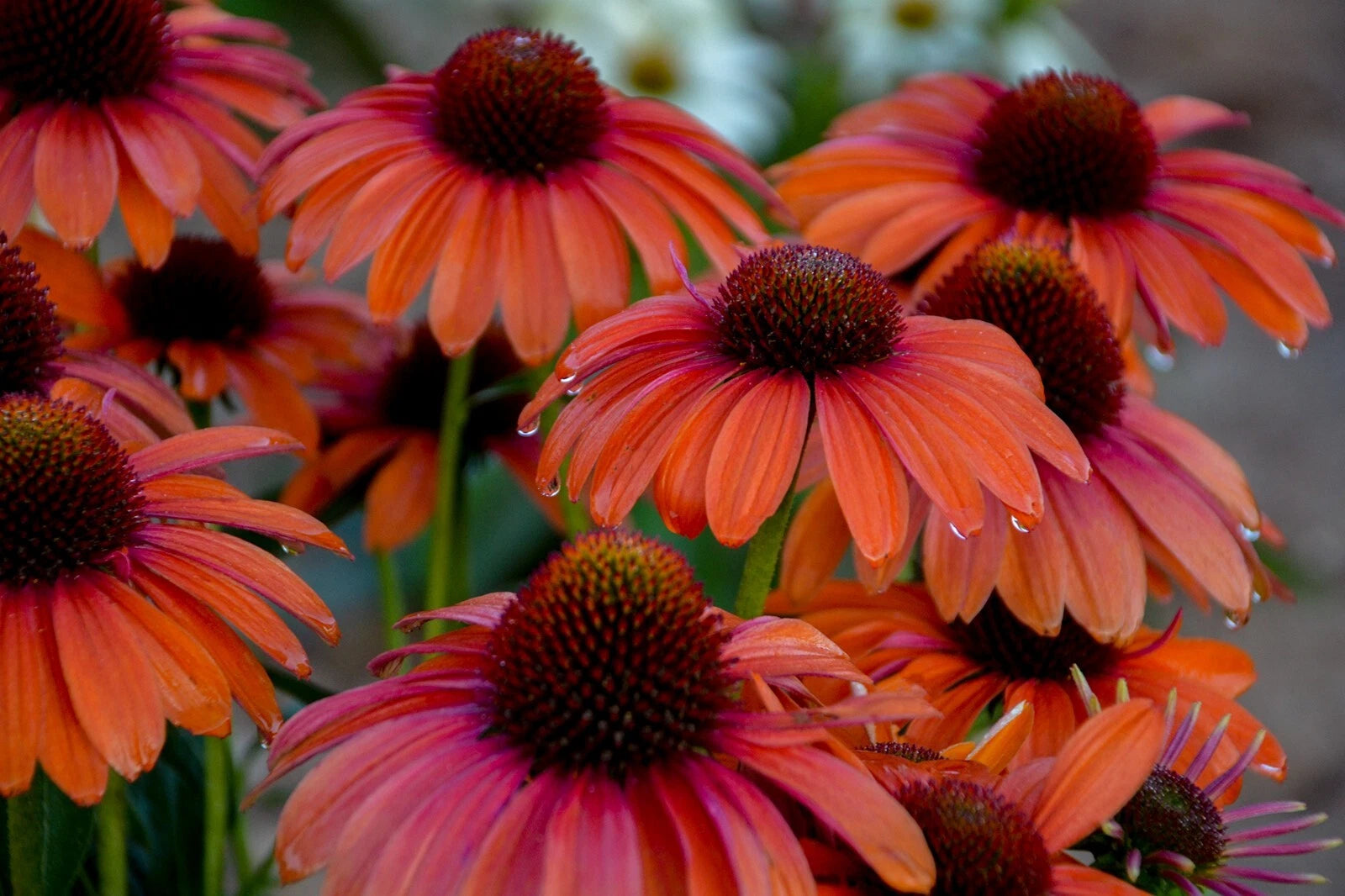 50 Orange You Awesome Coneflower Seeds | Echinacea Perennial Flowers | Vibrant Garden Blooms | Easy to Grow