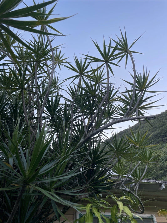 15 Bulk Hawaiian Dragon Tree Cuttings - Dracaena Marginata Money Tree - Organic Bonsai Plants