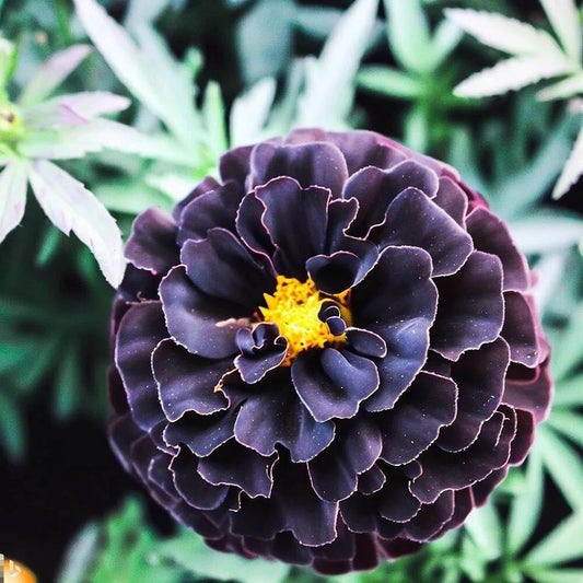 Hybrid Black Marigold Seeds - 25+ Count for Garden Planting - Tagetes erecta - USA Grown