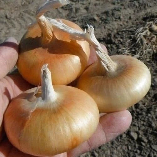 Cipollini Onion Seeds – 400+ Heirloom Yellow Sweet – Organic Non-GMO – Allium cepa