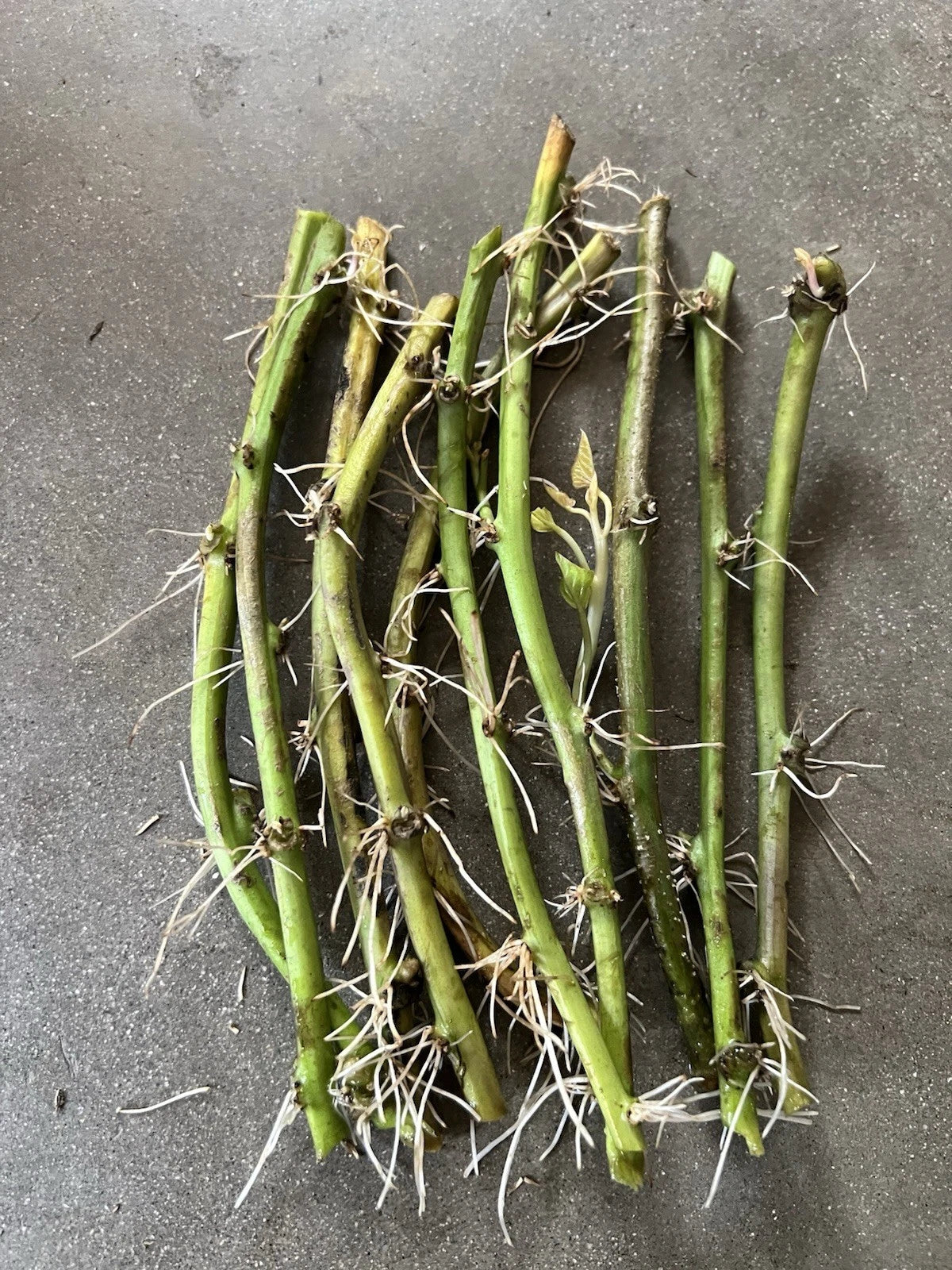 Rooted Sweet Potato Vines - 10 Cuttings for Planting - Ipomoea batatas