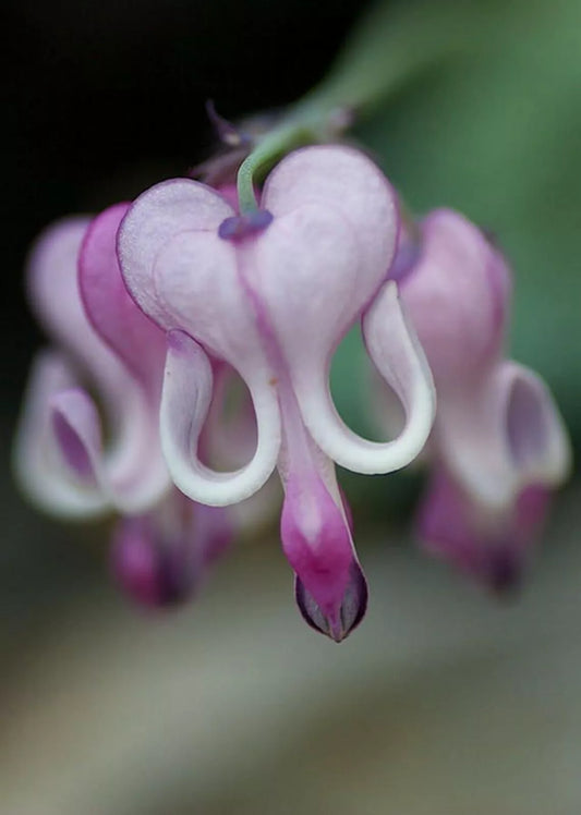 Bleeding Heart Seeds - 25 Purple White Perennial Flower Seeds - Lamprocapnos spectabilis - US Seller