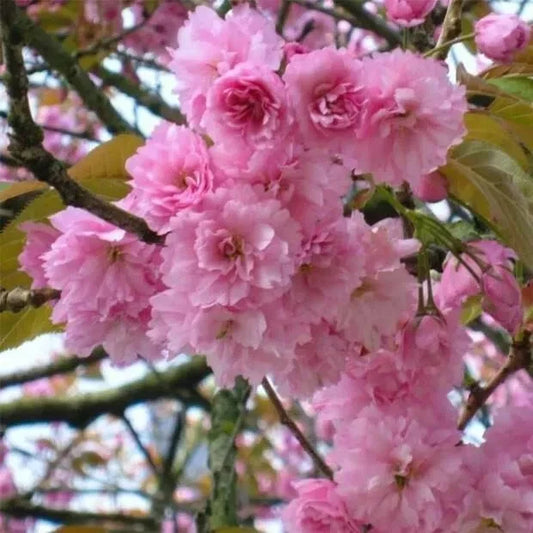 10 Fresh Cuttings Japanese Cherry Unrooted for Bonsai Propagation, Prunus serrulata
