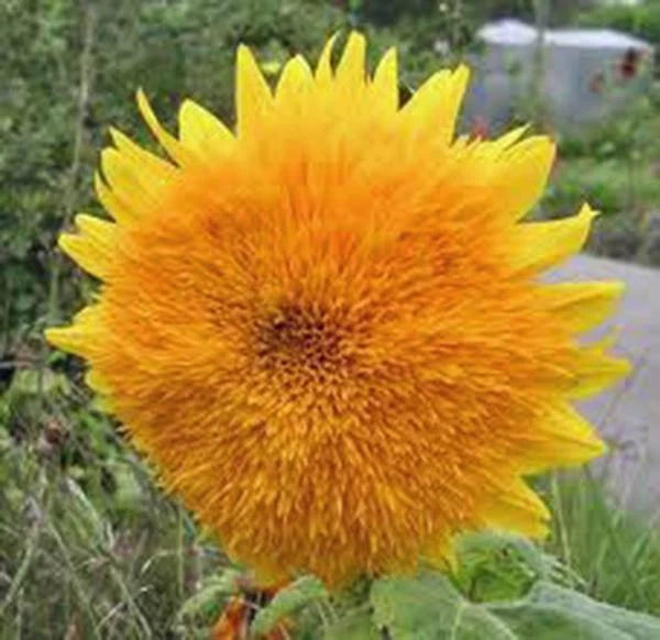 Giant Sunflower Seeds - 500 Count - Sungold Variety - Vivid Colorful Blooms - Helianthus annuus