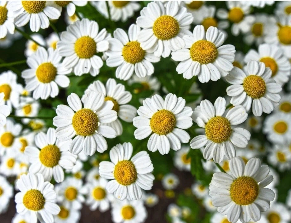 Chamomile Herb Seeds - 300+ Count, German Variety, Fresh Aromatic, Medicinal (Matricaria recutita)