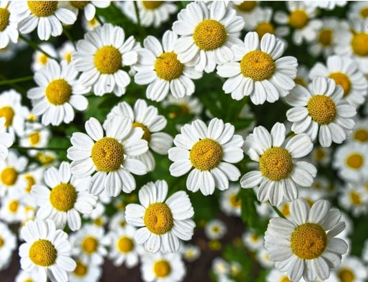 Chamomile Herb Seeds - 300+ Count, German Variety, Fresh Aromatic, Medicinal (Matricaria recutita)
