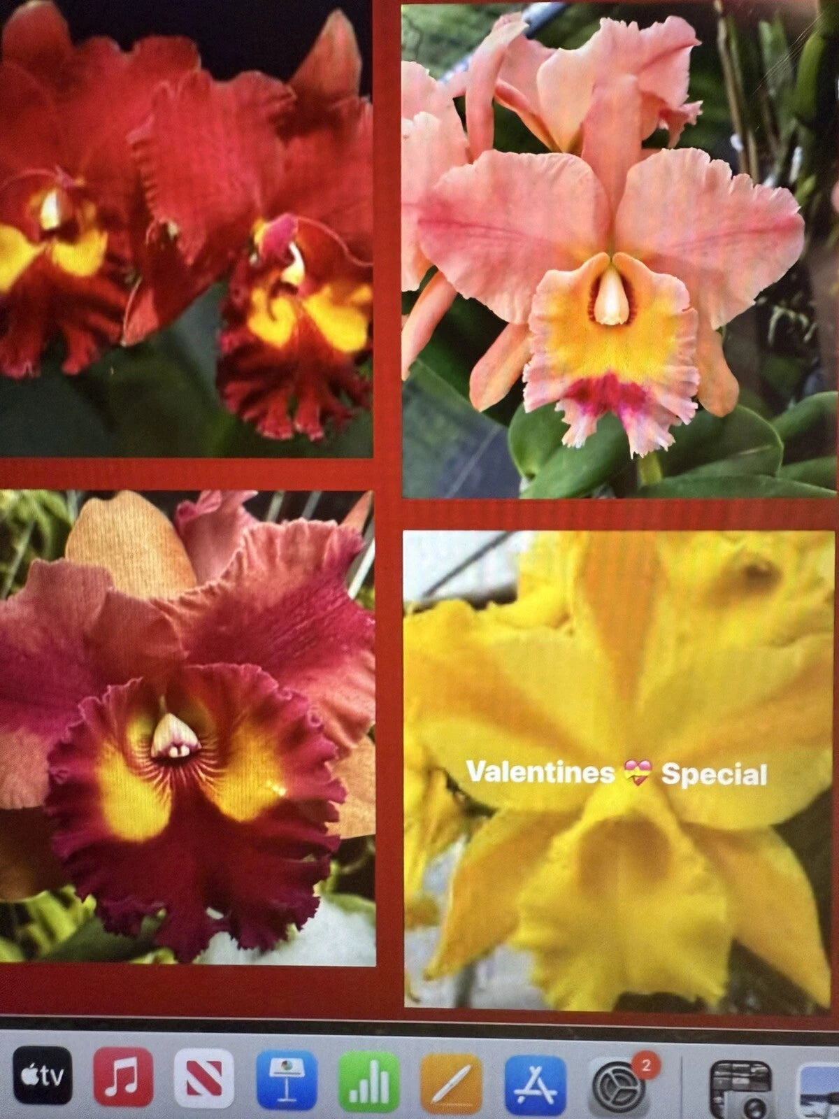 Cattleya Orchid Plant 2 Stem Bare Root Starter - No Tag, Not Perfect Division - Exotic Flowering Plant