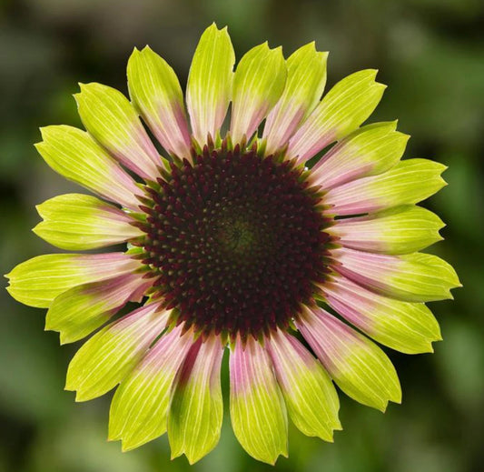 Echinacea Prairie Blaze Vintage Lime Live Perennial Plant Plugs, 4 Plants, Echinacea purpurea, Colorful Coneflower, 14-16" Tall