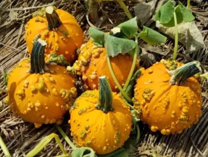 Baby Bumps Pumpkin Seeds - 10 Pack - Heirloom Variety - Cucurbita pepo