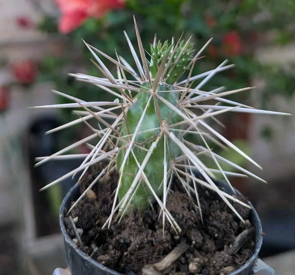 Jumping Cholla Cactus Starter Plant in 2" Pot, Well Rooted, Cylindropuntia fulgida