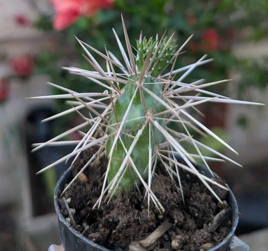Jumping Cholla Cactus Starter Plant in 2" Pot, Well Rooted, Cylindropuntia fulgida