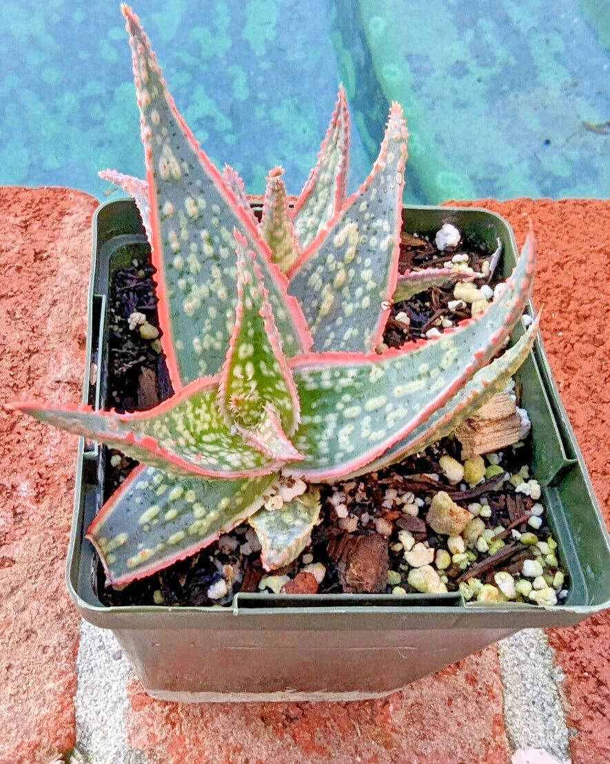 Aloe Plant 4" Diameter Potted Christmas Sleigh Aloe vera