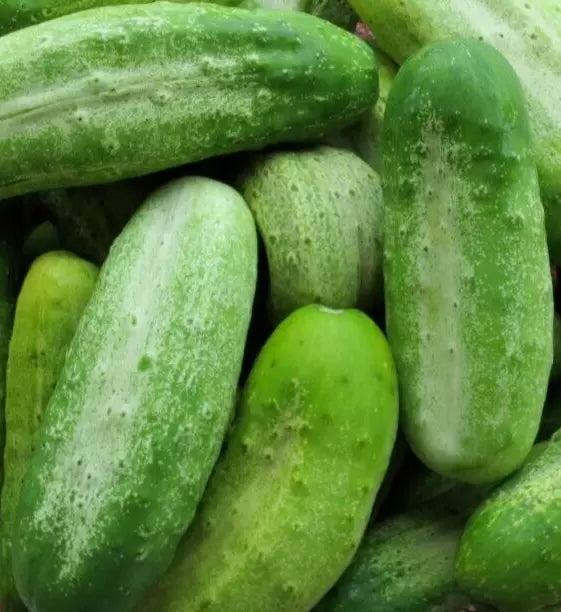 Boston Pickling Cucumber Seeds 50+ Non-GMO Summer Vegetable Garden Cucumis sativus