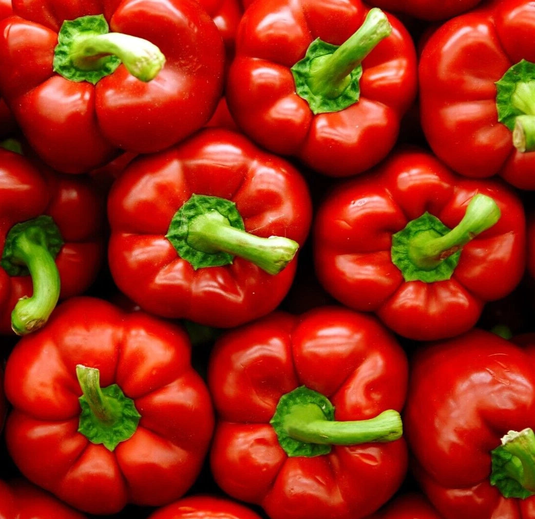 Big Red Bell Pepper Seeds - 50+ Non-GMO Sweet Vegetable Garden Plants, Capsicum annuum