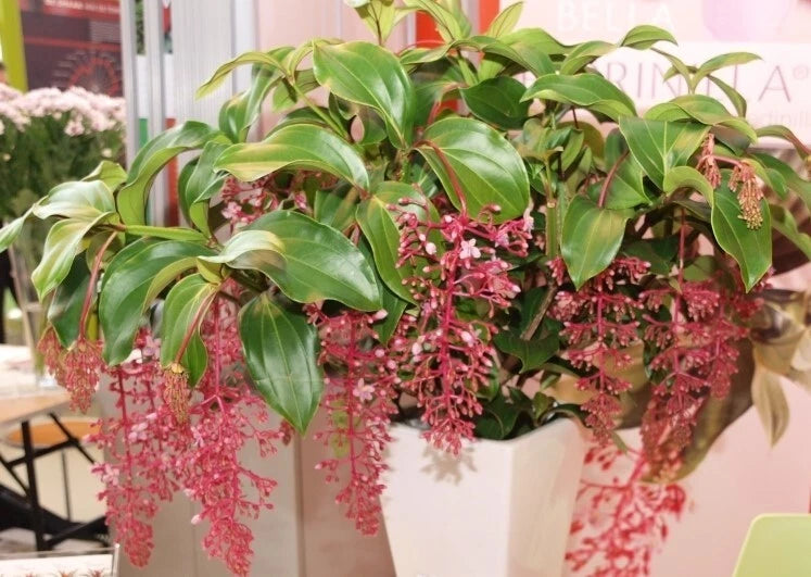 Live Well Rooted Starter Plant - Rare Bella Magnifica Medinilla - Exotic Indoor Plant - Unique Home Decor