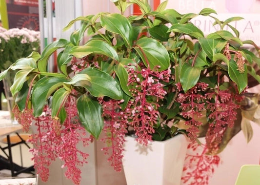 Live Well Rooted Starter Plant - Rare Bella Magnifica Medinilla - Exotic Indoor Plant - Unique Home Decor