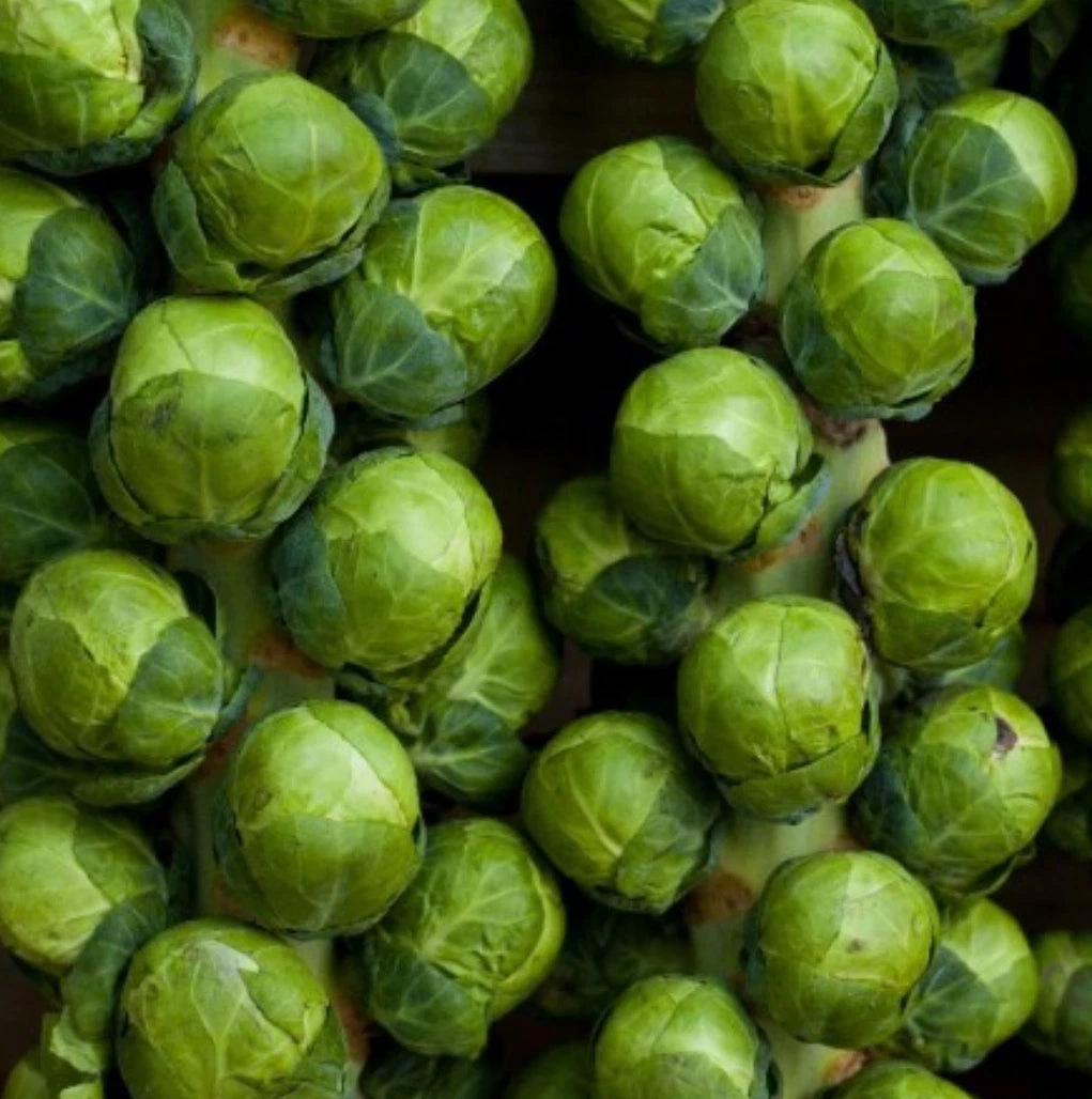 Catskill Brussel Sprouts Seeds - Non-GMO Vegetable Seeds (1,000 Seeds) - Brassica oleracea var. gemmifera