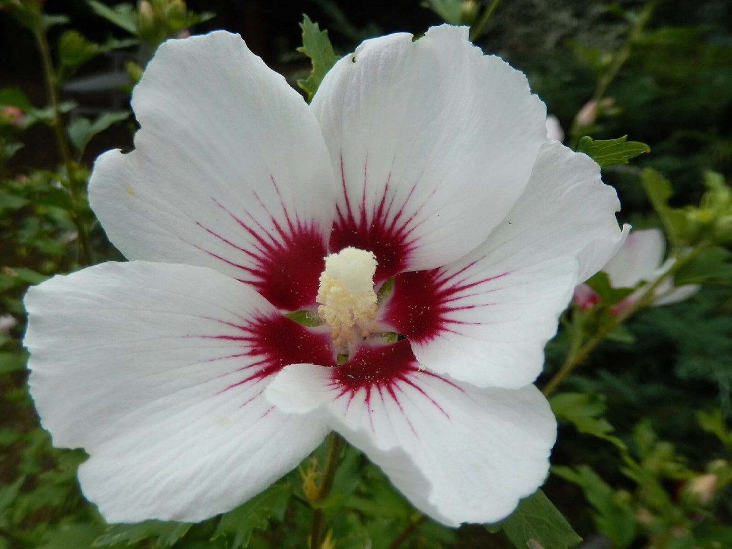 25 White Hibiscus Seeds - Crimson Eye - Perennial Flower Seeds - Hibiscus rosa-sinensis