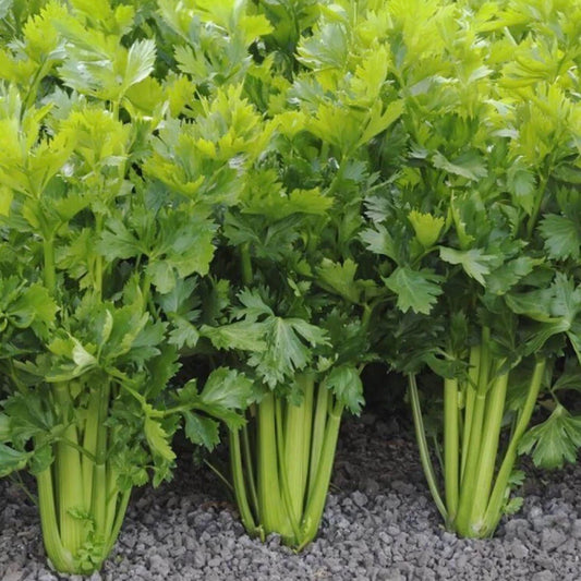 2000+ Celery Seeds - Tall Utah - Non-GMO Heirloom Vegetable Seeds - Organic Gardening - USA