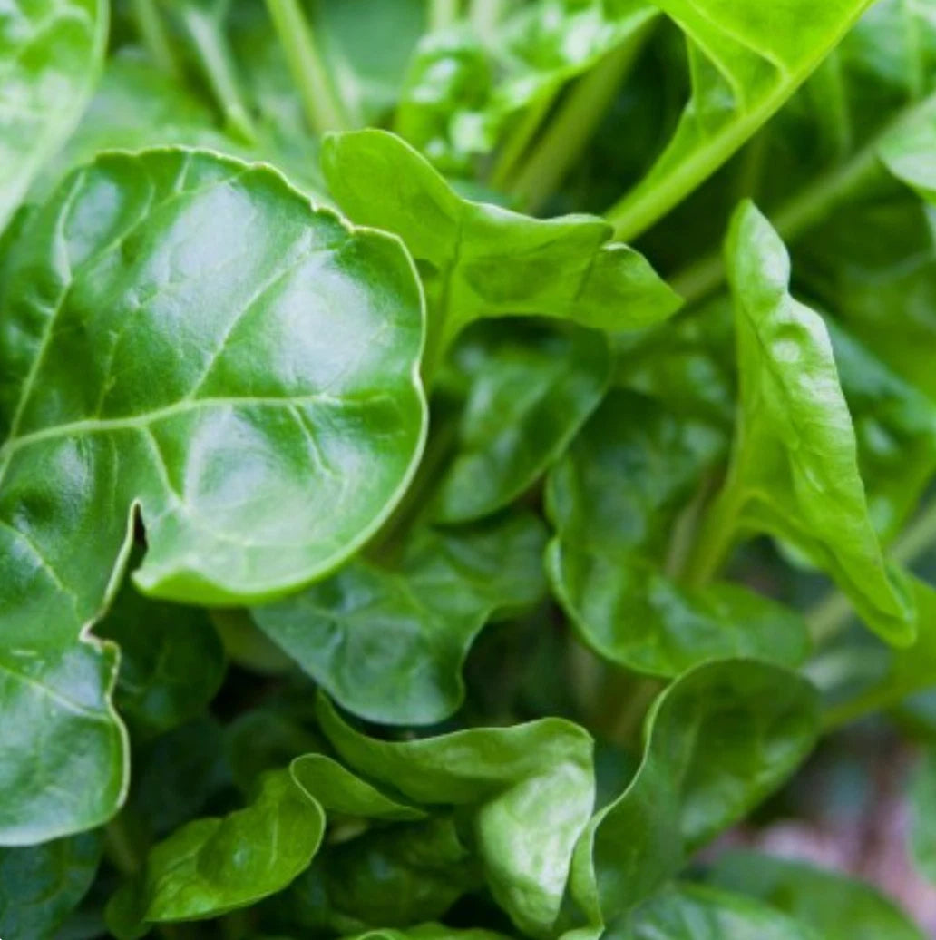 500+ Non-GMO Swiss Chard Seeds, Perpetual Variety, Salad Greens, Beta vulgaris subsp. cicla