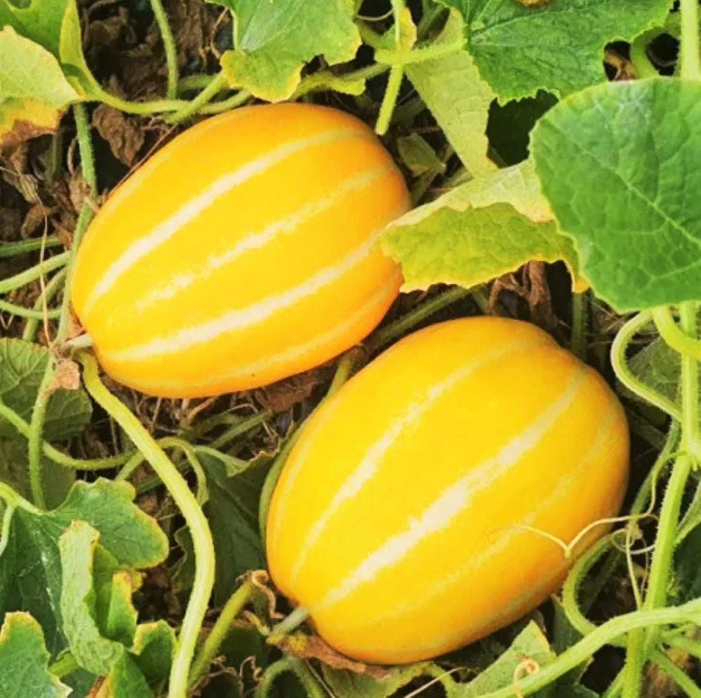 Korean Melon Seeds - Early Silver Line, Yellow White Stripe - Cucumis melo for 2025 Planting