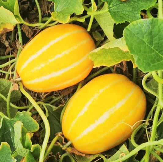 Korean Melon Seeds - Early Silver Line, Yellow White Stripe - Cucumis melo for 2025 Planting