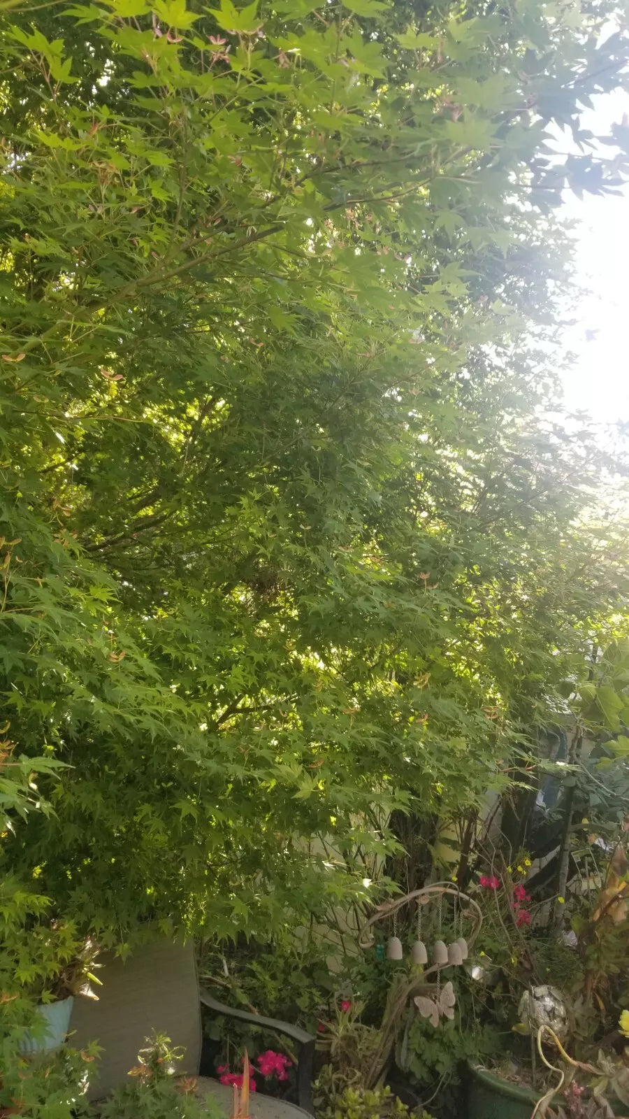 Japanese Green Maple Cuttings Six Stem for Propagation - Acer Palmatum